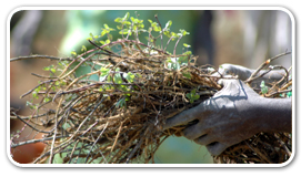 organic farming research